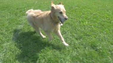 Golden Retriever köpeği koşuyor