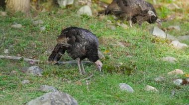 Türkiye'nin çevresinde yürüyüş