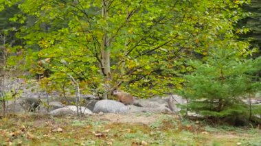 Kayalar üzerine oturan domuz