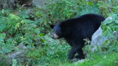 siyah ayı yürüyüş 