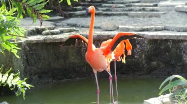 Flamingo ayakta su
