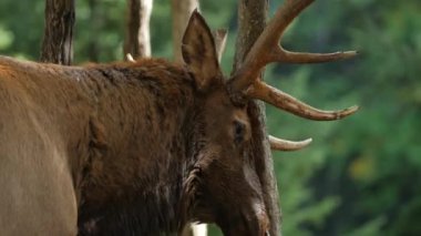 Geyik boynuzları bir ağaç üzerinde netlik