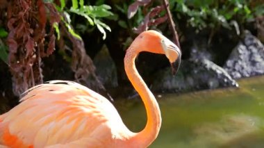 Suda iki flamingolar
