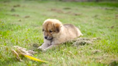 Sevimli köpek yavrusu köpek