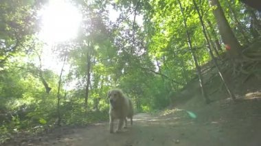 Golden retriever köpeği
