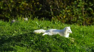 Kutup tilkisi çim döşeme