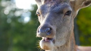 Geyik çiğneme ve yeme