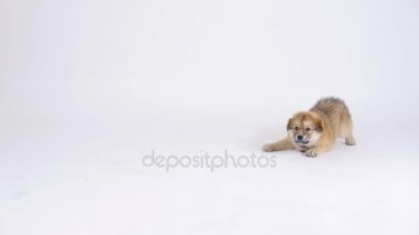 Yavru köpek oynuyor 