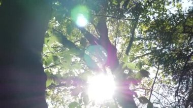Güneş ağaçların arasından girip çıkıyor