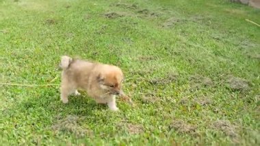 Sevimli köpek yavrusu köpek