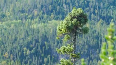 Rüzgarda sallayarak uzun yalnız ağaç