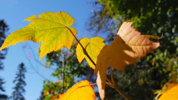 Barevné podzimní listy — Stock video