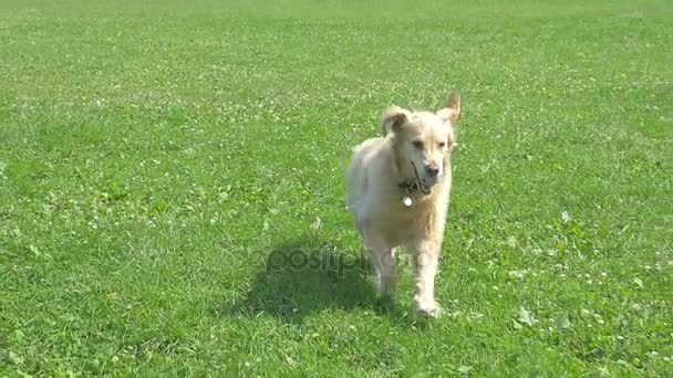 Golden retriever köpeği — Stok video