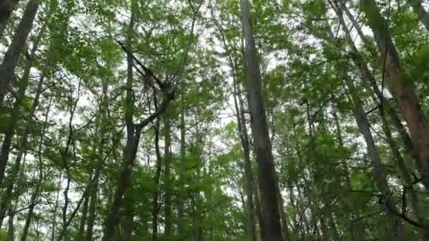 Florida Slough Marsh ile birçok ağaç — Stok video