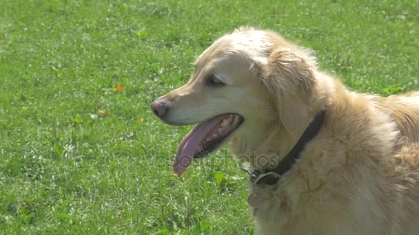 Golden retriever köpeği — Stok video