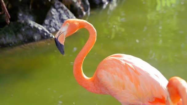 Flamingo standing in water — Stock Video