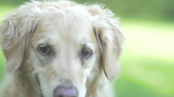 Golden retriever köpeği — Stok video