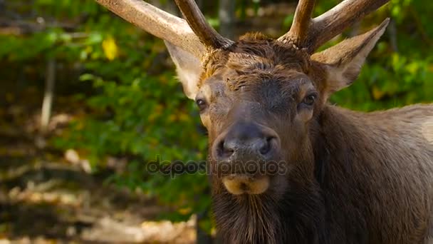 Elk with antlers — Stock Video