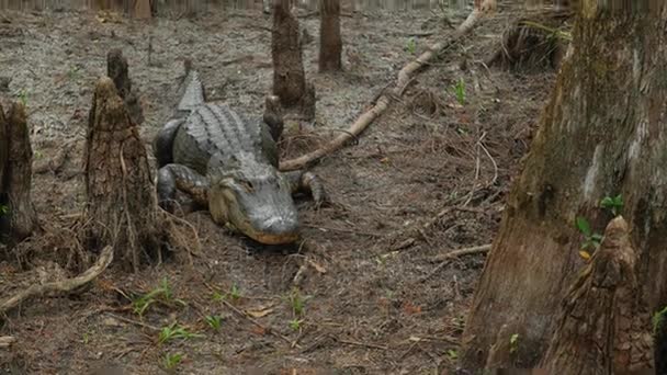 Cocodrilo acostado en tierra — Vídeos de Stock