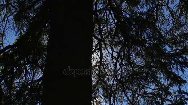 Gran árbol siempreverde — Vídeo de stock