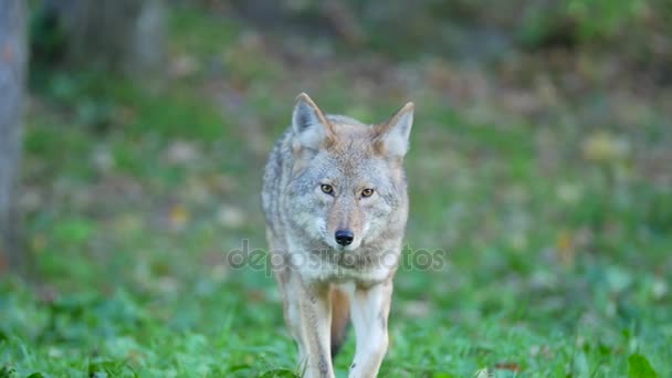 Coyote standing on grass — Stock Video