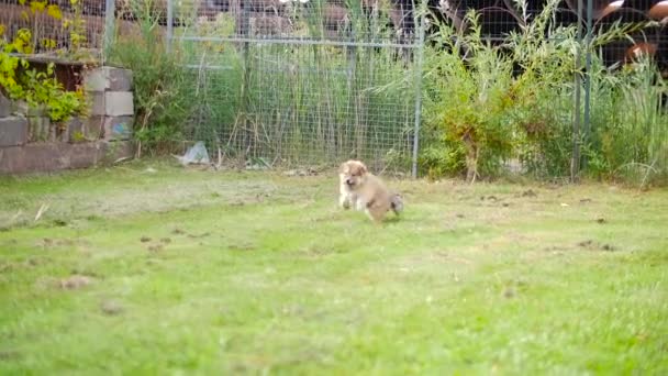 Adorable cachorro perro — Vídeo de stock