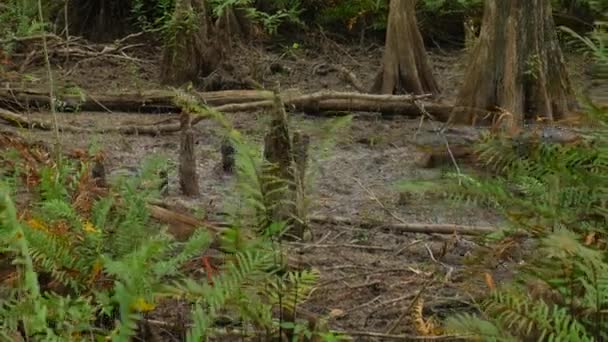 Alligato grande de agua dulce — Vídeos de Stock