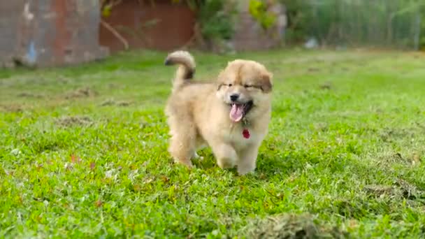 愛らしい疲れた子犬犬 — ストック動画