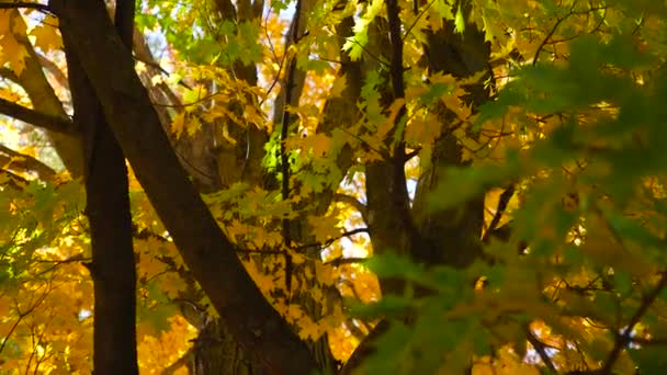 Árbol grande con muchas ramas — Vídeos de Stock