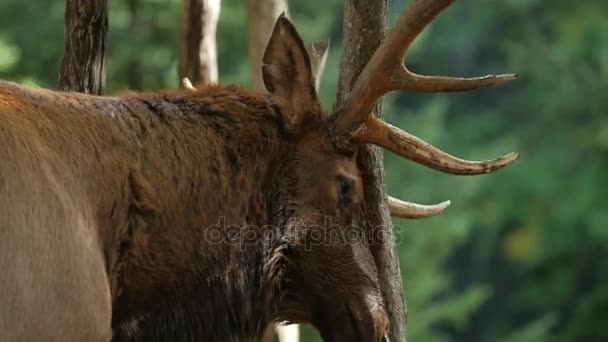 Cornamentas afiladoras de alces en un árbol — Vídeos de Stock