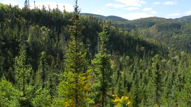 Grande forêt verte avec collines 