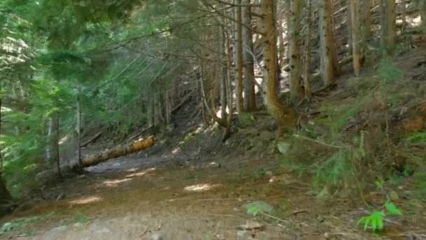 Camino de la suciedad en un bosque británico de columbia — Vídeo de stock