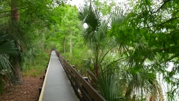 Chemin en bois à côté des arbres et du marais — Video