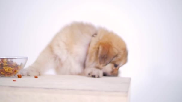 Pies Szczeniak skoki — Wideo stockowe