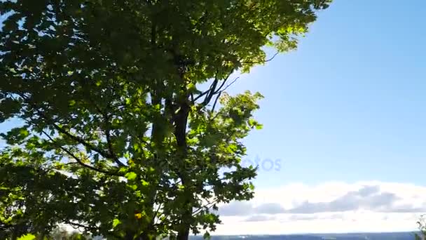 Montmorency Falls Quebec City — Stok video