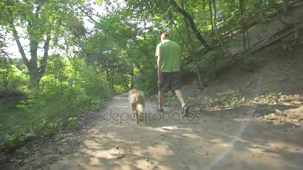 Retriever hund promenader med ägare — Stockvideo