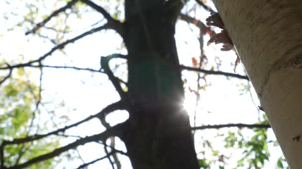 Słońce, pojawiające się za białe brzozowe drzewo — Wideo stockowe