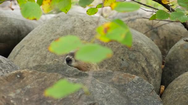 Cerdo sentado entre rocas — Vídeo de stock