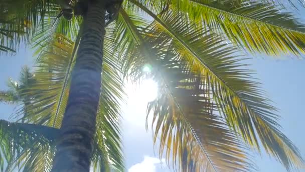 Höga palmträd — Stockvideo