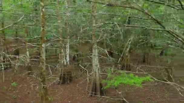 Se déplacer le long des arbres  