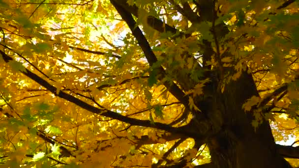 Grand arbre aux feuilles colorées — Video