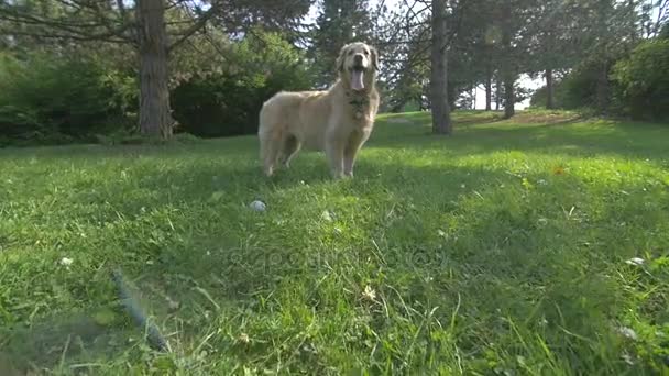 Золотистий ретрівер собака — стокове відео