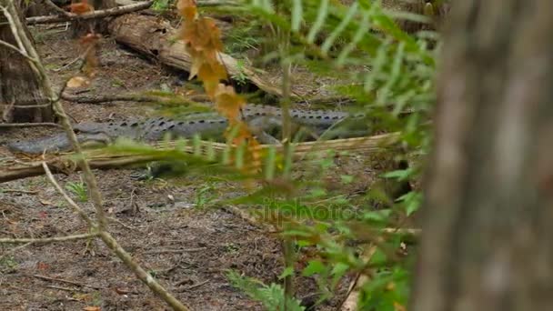 Grote zoet Water Alligator — Stockvideo