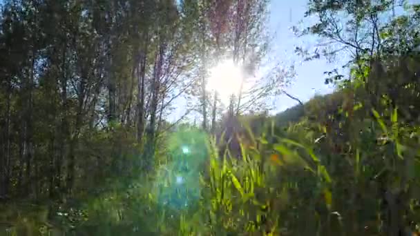 Spostarsi accanto ad una foresta — Video Stock