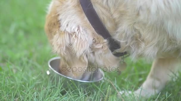 Golden cane retriever — Video Stock