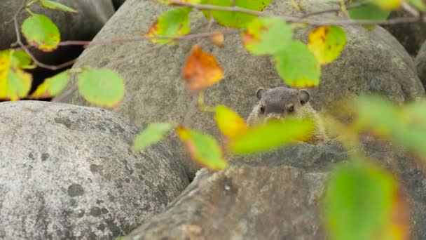 Cerdo sentado entre rocas — Vídeos de Stock