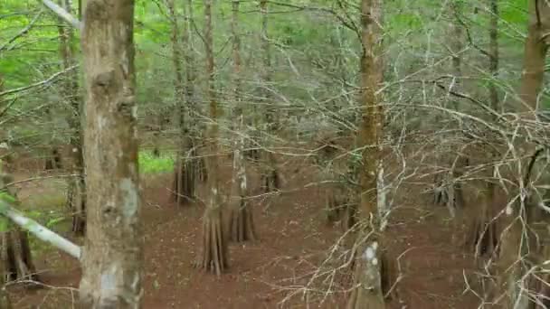 Poruszające się po drzewach — Wideo stockowe