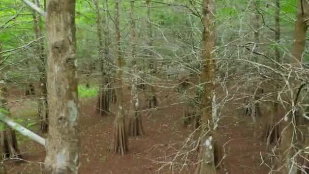 Se déplacer le long des arbres — Video