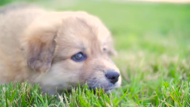 Filhote de cachorro fora na grama — Vídeo de Stock