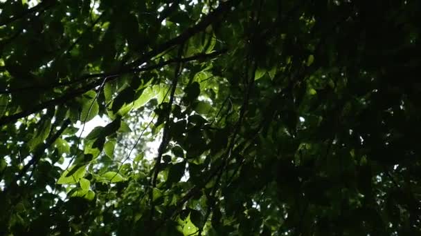 Ήλιος που μπαίνουν και έξω μέσα από δέντρα — Αρχείο Βίντεο